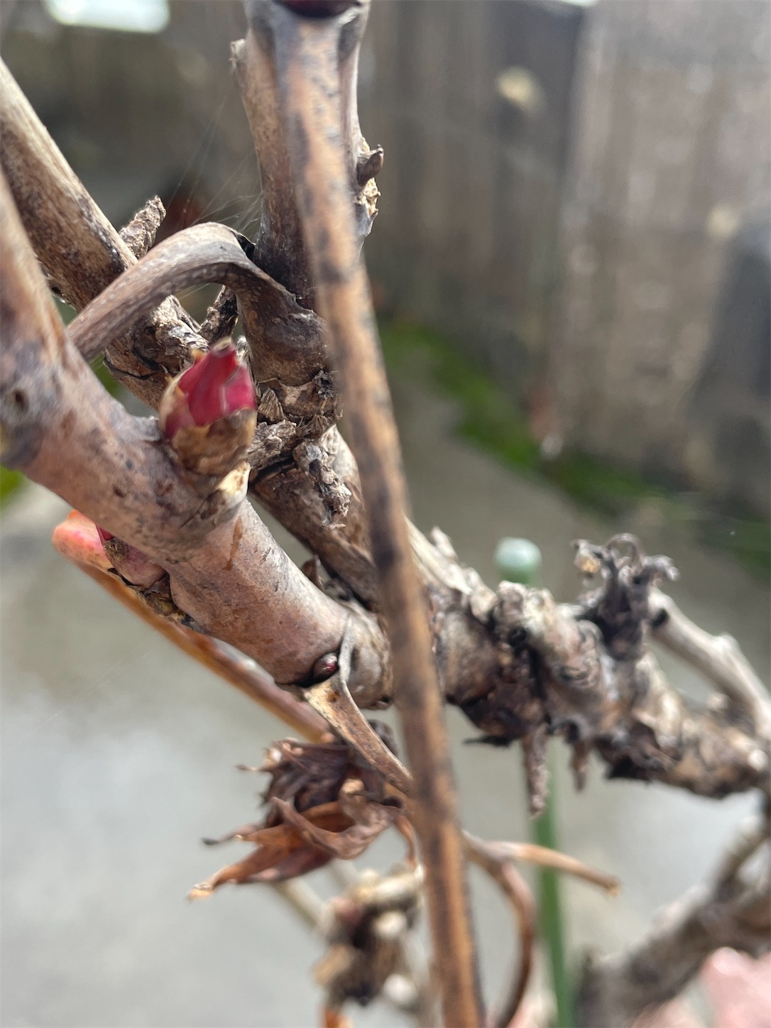 f:id:ba75pan:20251110093055j:image