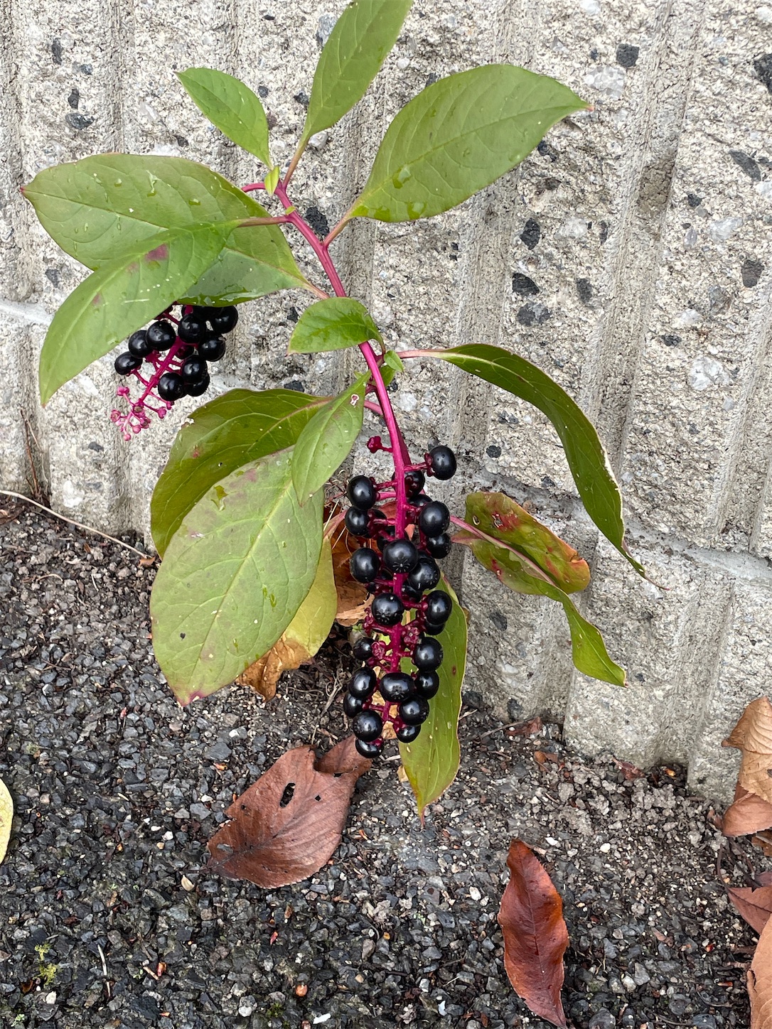 f:id:ba75pan:20251110093256j:image