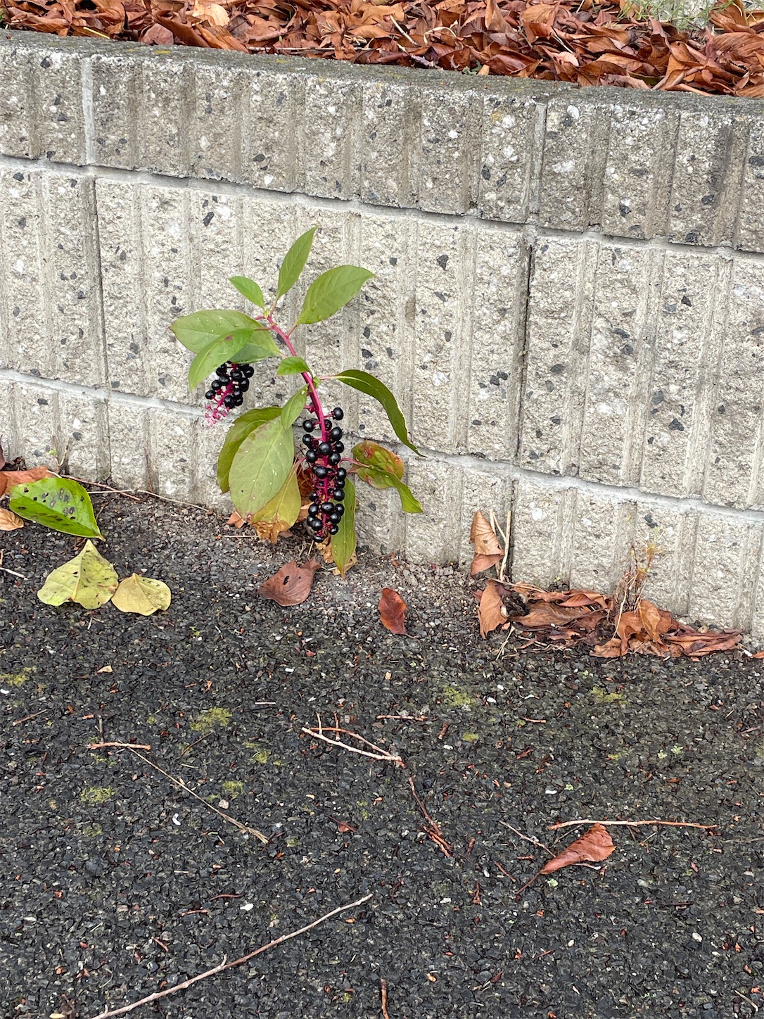 f:id:ba75pan:20251110093259j:image