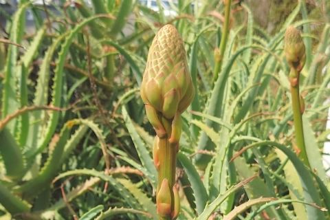 蕾を付けたキダチアロエ