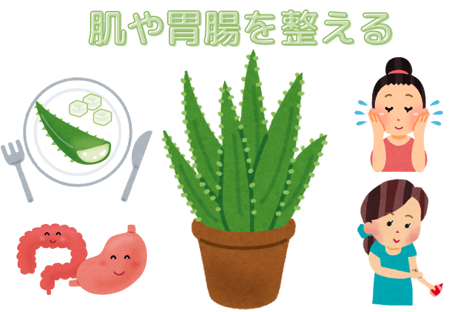 アロエを肌に塗ったり胃腸のために食すイラスト