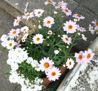 f:id:baba-neko:20180408172118j:plain f:id:baba-neko:20180408172118j:plain