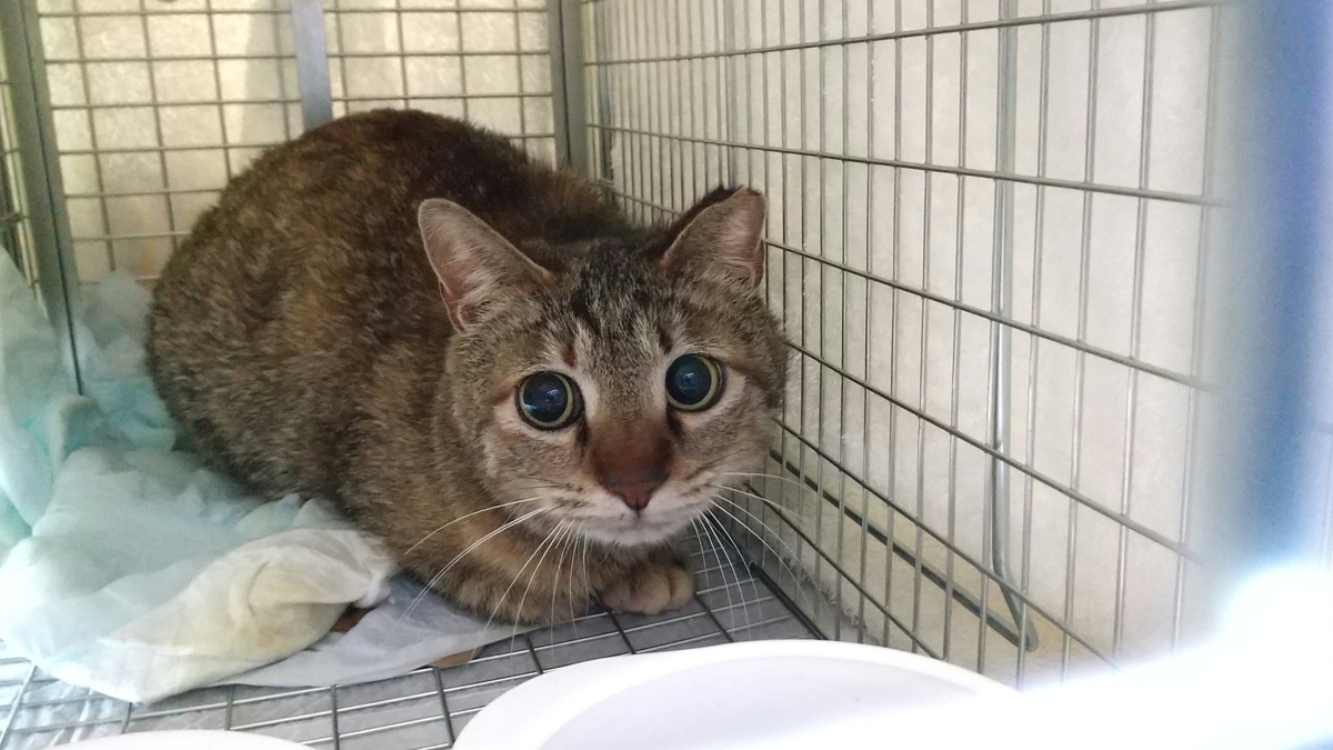 f:id:baba-neko:20200405101042j:plain f:id:baba-neko:20200405101042j:plain