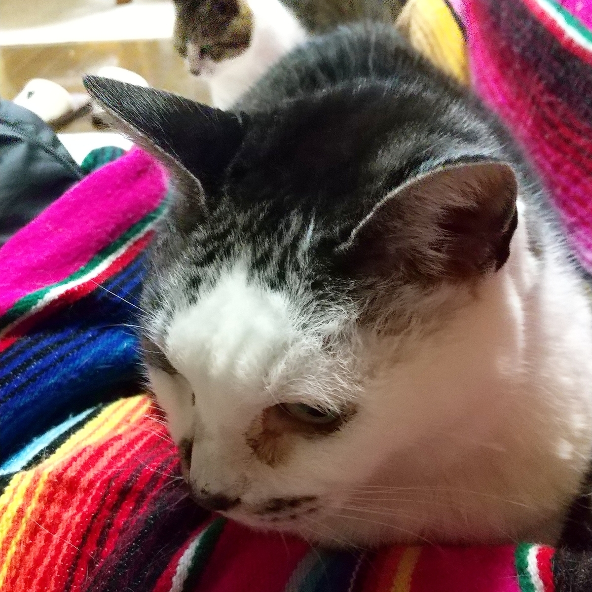 f:id:baba-neko:20200410130448j:plain f:id:baba-neko:20200410130448j:plain