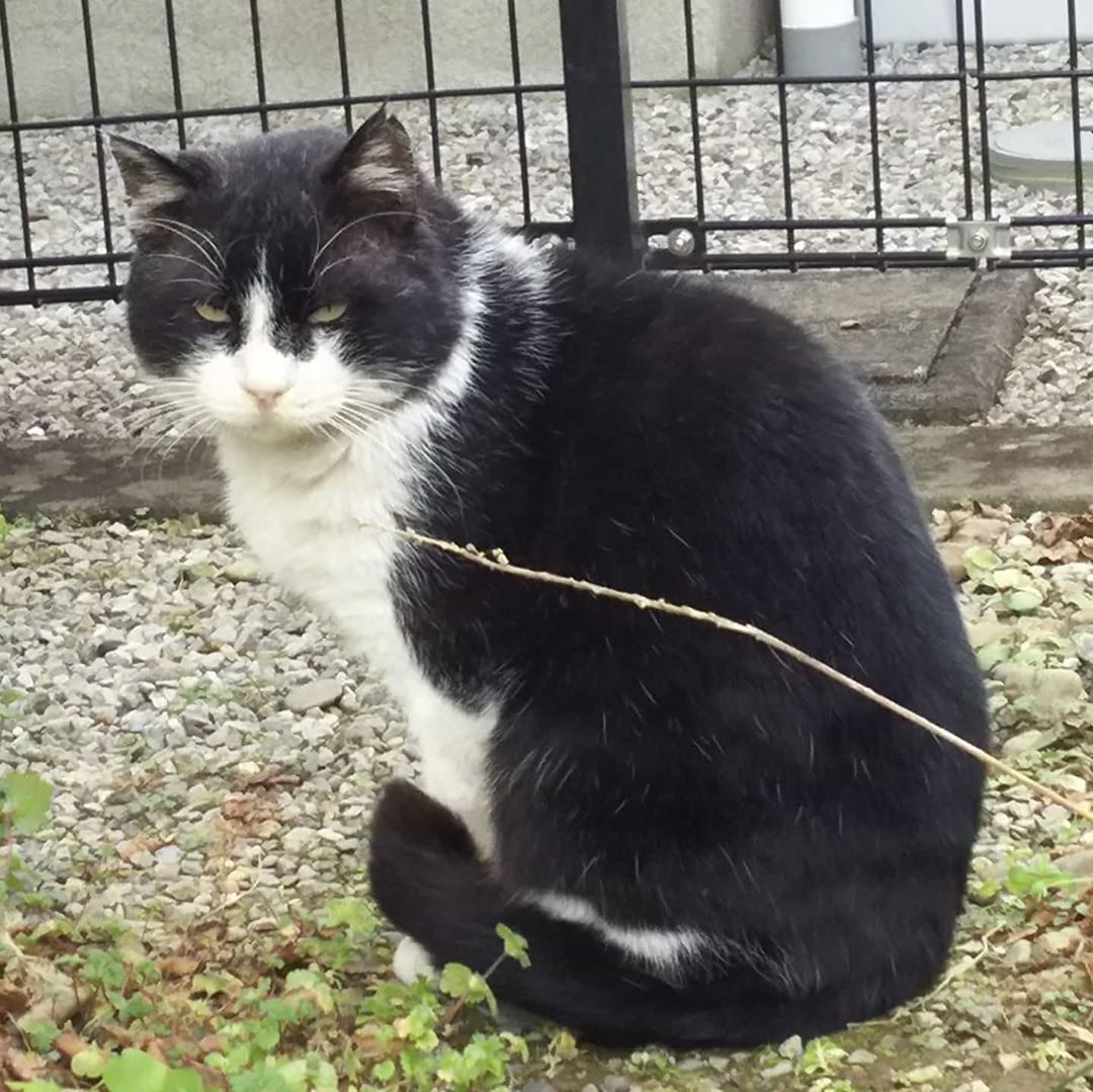 f:id:baba-neko:20200410130707j:plain f:id:baba-neko:20200410130707j:plain