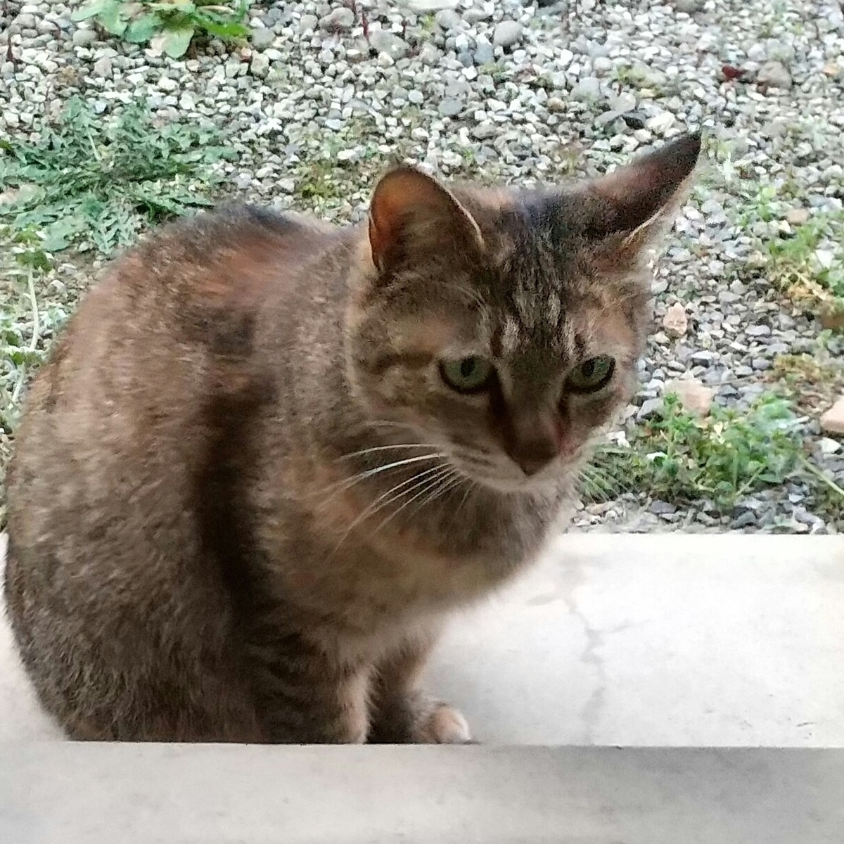 f:id:baba-neko:20200410132155j:plain f:id:baba-neko:20200410132155j:plain