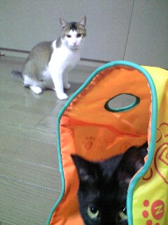 イメージ 1