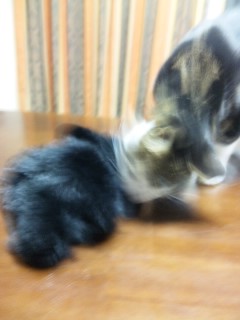 イメージ 3