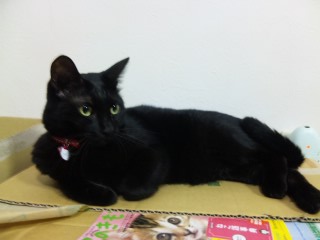 イメージ 5
