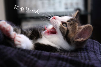 イメージ 3