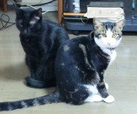 イメージ 7
