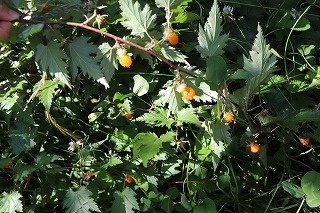 f:id:baba_rumiko:20210601093017j:plain