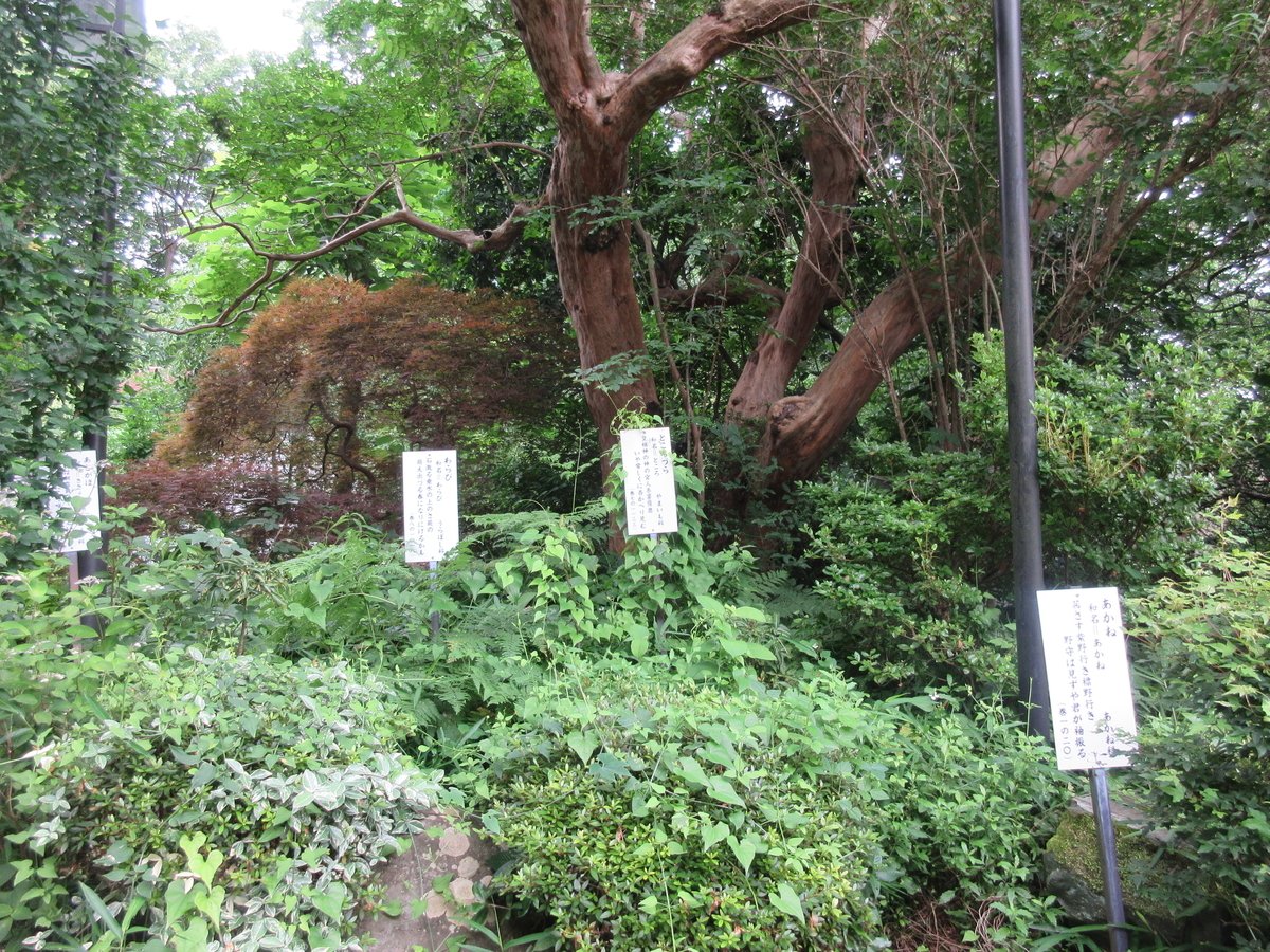 f:id:babako-a:20200702180013j:plain
