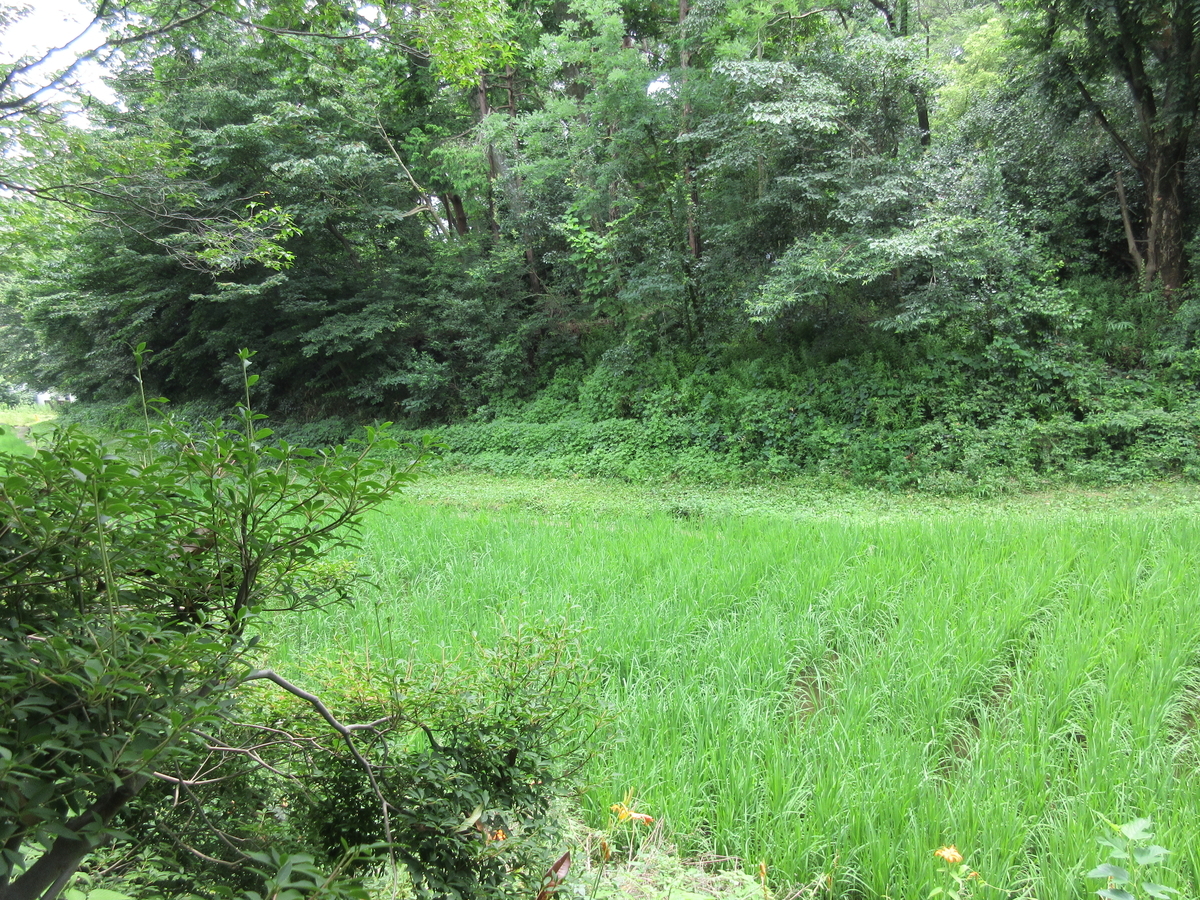 f:id:babako-a:20200719203740j:plain