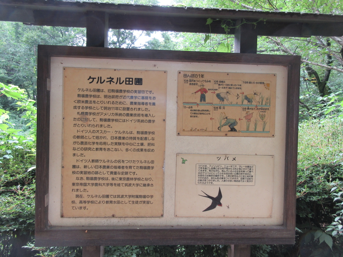 f:id:babako-a:20200719204004j:plain