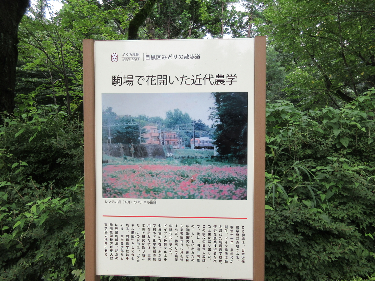 f:id:babako-a:20200719204032j:plain
