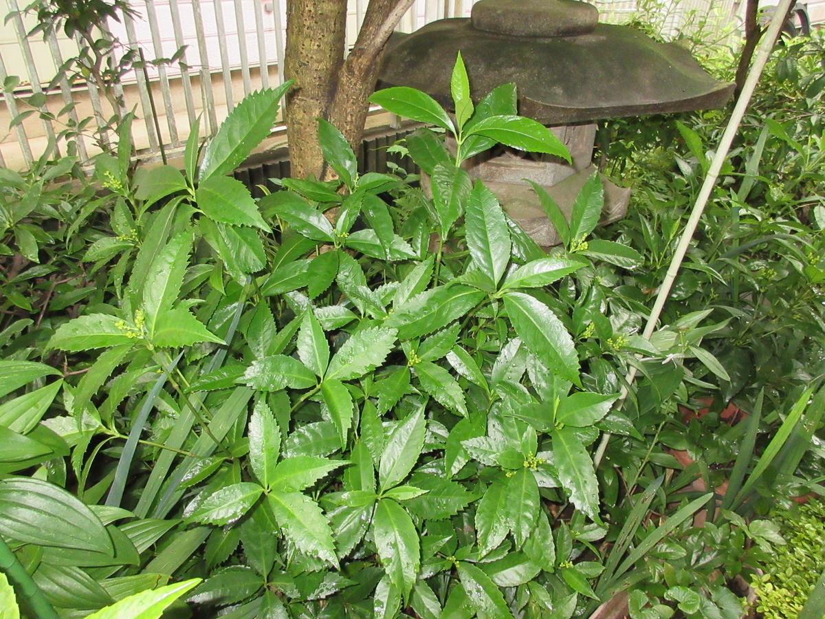 f:id:babako-a:20200722072051j:plain