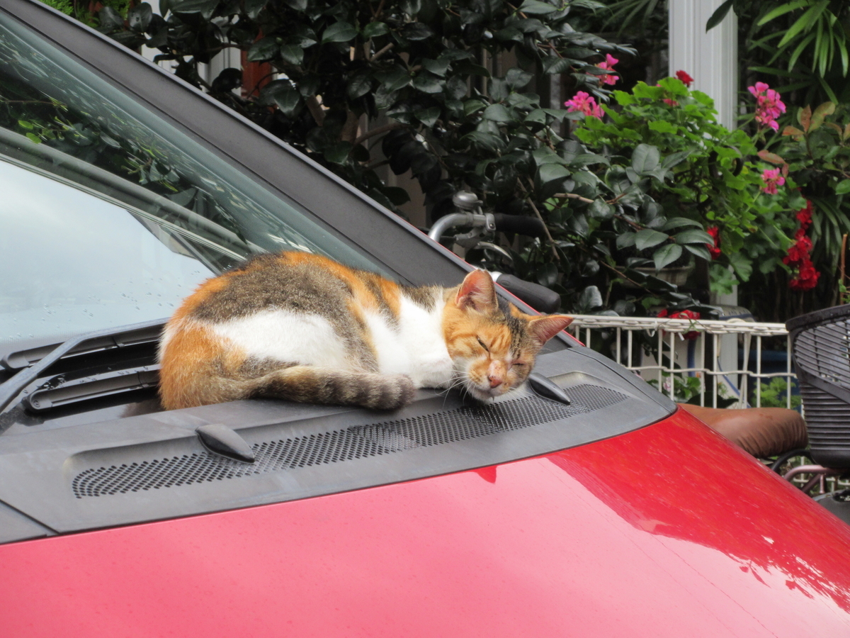 f:id:babako-a:20200728041939j:plain
