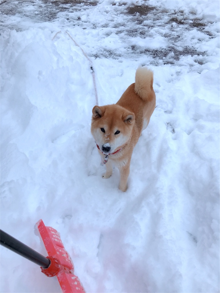 f:id:babapan0819:20180123085620j:image