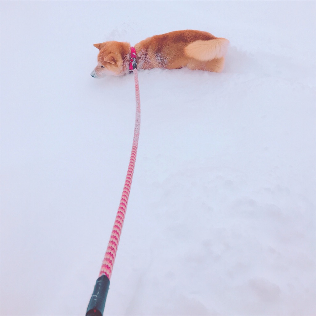 f:id:babapan0819:20180123085656j:image