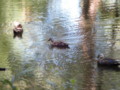 [小金井公園][鳥写真]