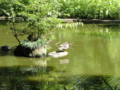 [小金井公園][鳥写真]