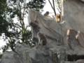 [20100904上野動物園学祭オ]