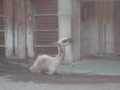 [20100904上野動物園学祭オ]