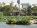 [20100904上野動物園学祭オ]