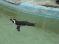 [20100904上野動物園学祭オ][ペンギン]