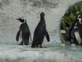 [20100904上野動物園学祭オ][ペンギン]