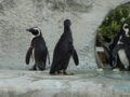 [20100904上野動物園学祭オ][ペンギン]