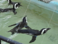 [20100904上野動物園学祭オ][ペンギン]