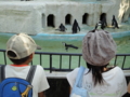 [20100904上野動物園学祭オ][ペンギン]