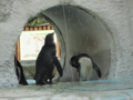 [20100904上野動物園学祭オ][ペンギン]