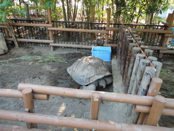 [20100904上野動物園学祭オ]