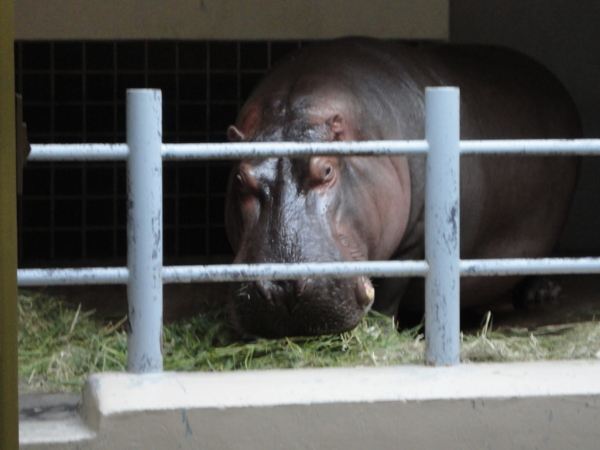 [20100904上野動物園学祭オ]