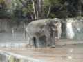 [井の頭公園][ゾウ]