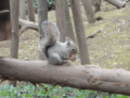 [井の頭公園][リス]