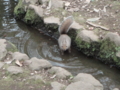 [井の頭公園][リス]