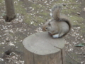 [井の頭公園][リス]