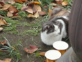 [20101121ハンバーグ部オフ][猫]