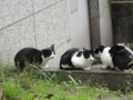 [20101121ハンバーグ部オフ][猫]