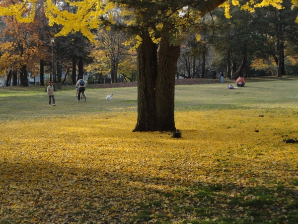 [ご近所][野川公園]