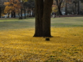 [ご近所][野川公園]