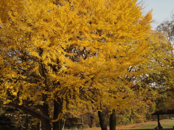 [ご近所][野川公園]