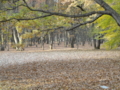 [ご近所][野川公園]