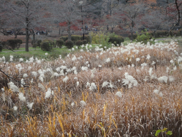 [ご近所][野川公園]