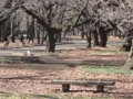 [小金井公園]