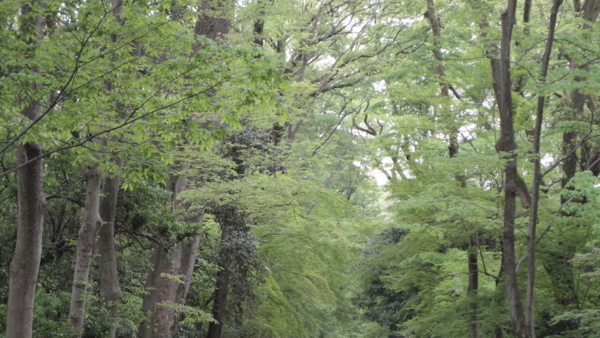 [京都][下賀茂神社]